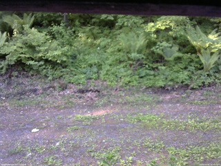 長野県菅平高原 ゆたか山荘 東側(坂下) 2026/06/01 05:45