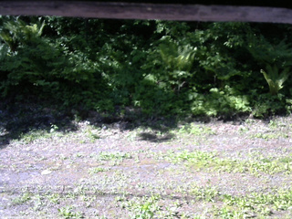 長野県菅平高原 ゆたか山荘 東側(坂下) 2026/06/01 07:45