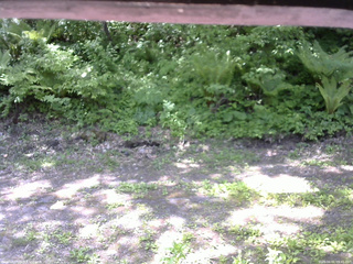 長野県菅平高原 ゆたか山荘 東側(坂下) 2026/06/01 09:45