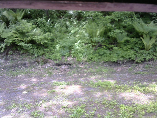 長野県菅平高原 ゆたか山荘 東側(坂下) 2026/06/01 10:15