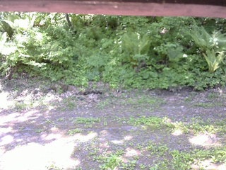 長野県菅平高原 ゆたか山荘 東側(坂下) 2026/06/01 11:15