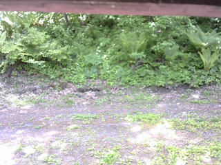長野県菅平高原 ゆたか山荘 東側(坂下) 2026/06/01 11:30