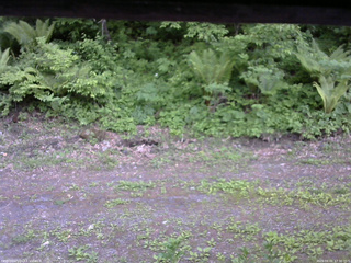 長野県菅平高原 ゆたか山荘 東側(坂下) 2026/06/01 17:30
