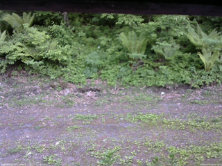 長野県菅平高原 ゆたか山荘 東側(坂下) 2026/06/01 18:00