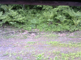 長野県菅平高原 ゆたか山荘 東側(坂下) 2026/06/02 06:30