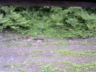 長野県菅平高原 ゆたか山荘 東側(坂下) 2026/06/02 08:45