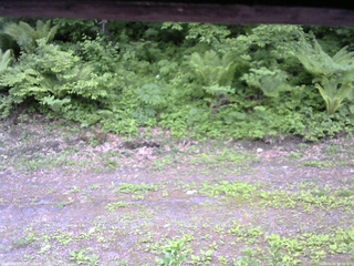 長野県菅平高原 ゆたか山荘 東側(坂下) 2026/06/02 09:00