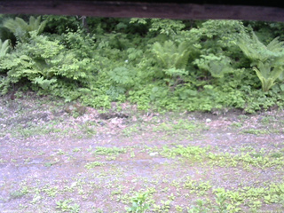 長野県菅平高原 ゆたか山荘 東側(坂下) 2026/06/02 09:15
