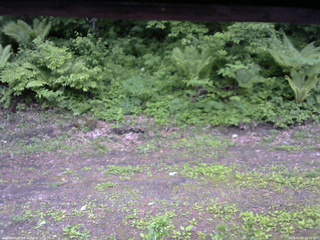 長野県菅平高原 ゆたか山荘 東側(坂下) 2026/06/02 16:15