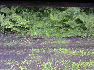 長野県菅平高原 ゆたか山荘 東側(坂下) 2026/06/03 07:00
