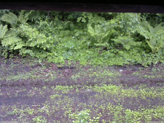 長野県菅平高原 ゆたか山荘 東側(坂下) 2026/06/03 09:45