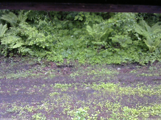 長野県菅平高原 ゆたか山荘 東側(坂下) 2026/06/03 11:00