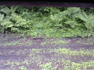 長野県菅平高原 ゆたか山荘 東側(坂下) 2026/06/03 13:00