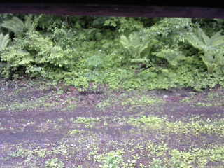 長野県菅平高原 ゆたか山荘 東側(坂下) 2026/06/03 13:15