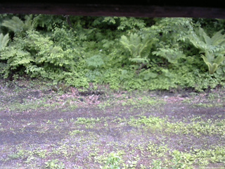 長野県菅平高原 ゆたか山荘 東側(坂下) 2026/06/03 14:45