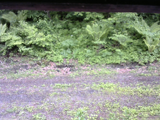 長野県菅平高原 ゆたか山荘 東側(坂下) 2026/06/03 16:15