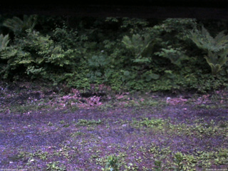 長野県菅平高原 ゆたか山荘 東側(坂下) 2026/06/03 19:00