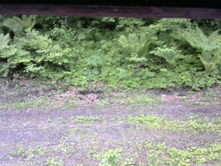 長野県菅平高原 ゆたか山荘 東側(坂下) 2026/06/04 06:45