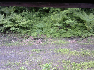 長野県菅平高原 ゆたか山荘 東側(坂下) 2026/06/04 07:15