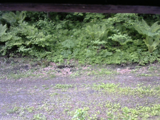長野県菅平高原 ゆたか山荘 東側(坂下) 2026/06/04 07:30
