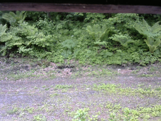 長野県菅平高原 ゆたか山荘 東側(坂下) 2026/06/04 10:15