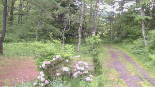 長野県菅平高原 ゆたか山荘 坂上 2026/06/04 05:15