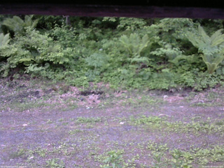 長野県菅平高原 ゆたか山荘 東側(坂下) 2026/06/05 05:00