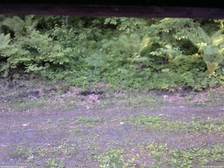 長野県菅平高原 ゆたか山荘 東側(坂下) 2026/06/05 05:15
