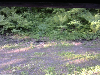 長野県菅平高原 ゆたか山荘 東側(坂下) 2026/06/05 05:30