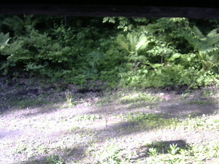 長野県菅平高原 ゆたか山荘 東側(坂下) 2026/06/05 06:30