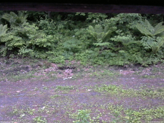 長野県菅平高原 ゆたか山荘 東側(坂下) 2026/06/06 05:00