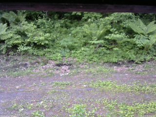 長野県菅平高原 ゆたか山荘 東側(坂下) 2026/06/06 06:00