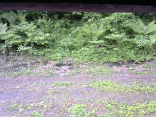 長野県菅平高原 ゆたか山荘 東側(坂下) 2026/06/06 06:30