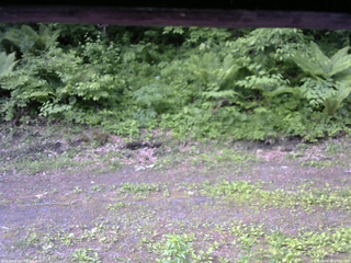 長野県菅平高原 ゆたか山荘 東側(坂下) 2026/06/06 07:00