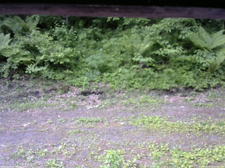 長野県菅平高原 ゆたか山荘 東側(坂下) 2026/06/06 07:45