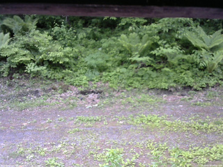 長野県菅平高原 ゆたか山荘 東側(坂下) 2026/06/06 09:00