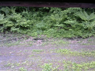 長野県菅平高原 ゆたか山荘 東側(坂下) 2026/06/06 09:30