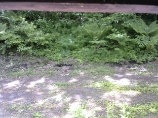 長野県菅平高原 ゆたか山荘 東側(坂下) 2026/06/06 09:45