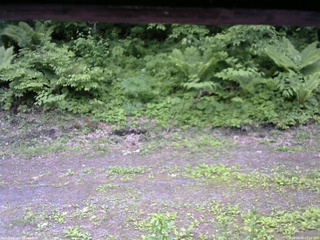 長野県菅平高原 ゆたか山荘 東側(坂下) 2026/06/06 11:15