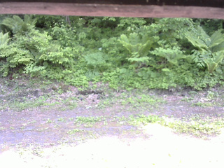 長野県菅平高原 ゆたか山荘 東側(坂下) 2026/06/06 14:30