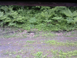 長野県菅平高原 ゆたか山荘 東側(坂下) 2026/06/07 06:30