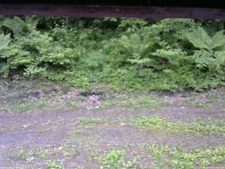 長野県菅平高原 ゆたか山荘 東側(坂下) 2026/06/07 07:00