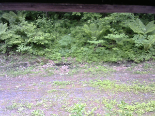 長野県菅平高原 ゆたか山荘 東側(坂下) 2026/06/07 07:30