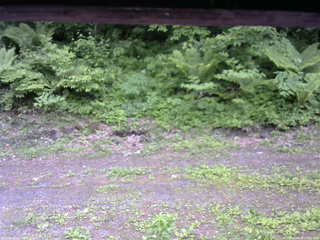 長野県菅平高原 ゆたか山荘 東側(坂下) 2026/06/07 07:45