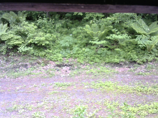 長野県菅平高原 ゆたか山荘 東側(坂下) 2026/06/07 08:15