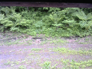 長野県菅平高原 ゆたか山荘 東側(坂下) 2026/06/07 08:45