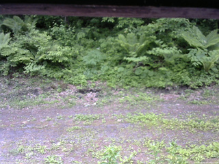 長野県菅平高原 ゆたか山荘 東側(坂下) 2026/06/07 09:00