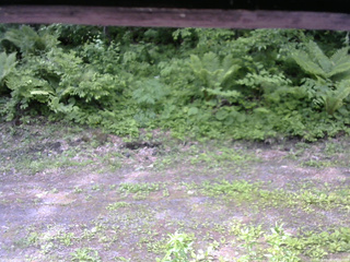 長野県菅平高原 ゆたか山荘 東側(坂下) 2026/06/07 09:30
