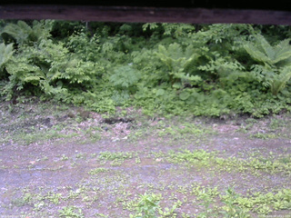 長野県菅平高原 ゆたか山荘 東側(坂下) 2026/06/07 10:15