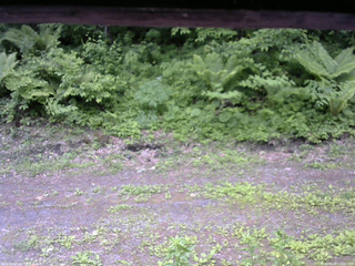 長野県菅平高原 ゆたか山荘 東側(坂下) 2026/06/07 11:00